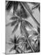 Premium Photographic Print