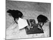 Photographic Print