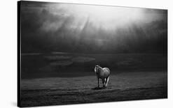 For Strong Only...-Peter Svoboda-Photographic Print