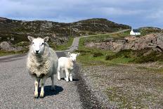 Sheep and Lamb, Applecross Peninsula, Highland, Scotland-Peter Thompson-Photographic Print