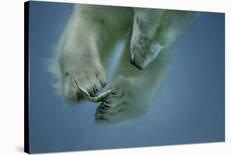 Icebaer-Peter Wagner-Framed Giclee Print