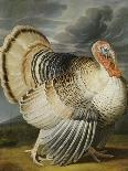 A Turkey in a Landsape-Peter Wenceslaus-Framed Premier Image Canvas