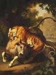 A Tiger attacking a Bull-Peter Wenzel-Framed Giclee Print