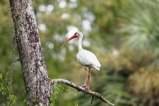 White Ibis-PETERLAKOMY-Premier Image Canvas