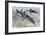 Peters' Elephantnose Fish (Gnathonemus Petersii), Mormyridae-null-Framed Giclee Print