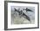 Peters' Elephantnose Fish (Gnathonemus Petersii), Mormyridae-null-Framed Giclee Print