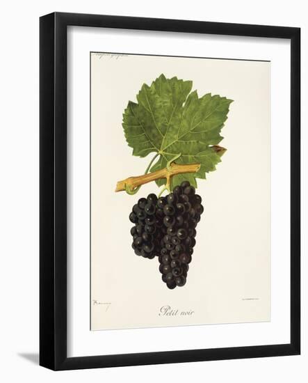 Petit Noir Grape-J. Troncy-Framed Giclee Print