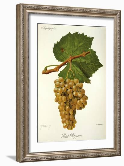 Petit Pelegarie Grape-J. Troncy-Framed Giclee Print