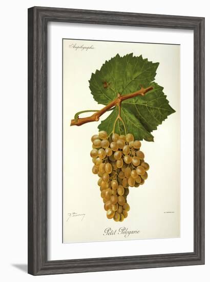 Petit Pelegarie Grape-J. Troncy-Framed Giclee Print