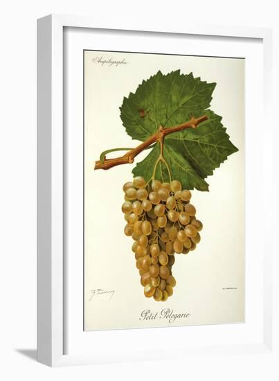 Petit Pelegarie Grape-J. Troncy-Framed Giclee Print