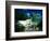 Petite Anse Praslin Seychelles-null-Framed Photographic Print