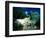 Petite Anse Praslin Seychelles-null-Framed Photographic Print