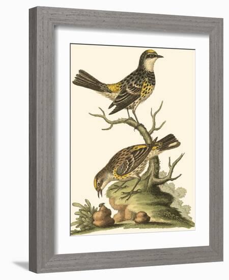Petite Bird Study III-George Edwards-Framed Art Print