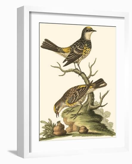 Petite Bird Study III-George Edwards-Framed Art Print