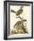 Petite Bird Study III-George Edwards-Framed Art Print