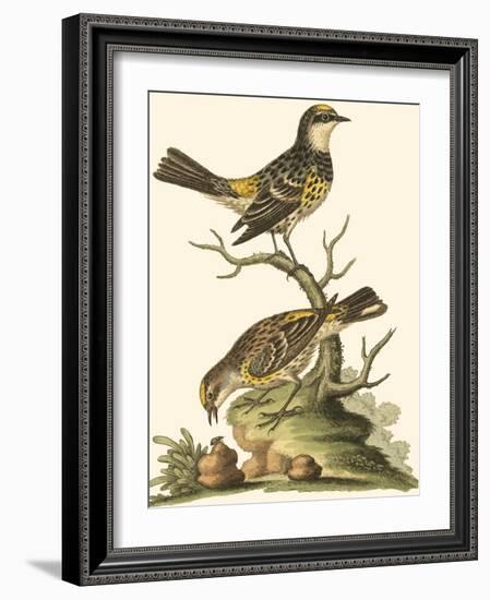 Petite Bird Study III-George Edwards-Framed Art Print