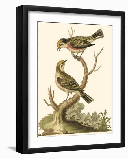 Petite Bird Study IV-George Edwards-Framed Art Print