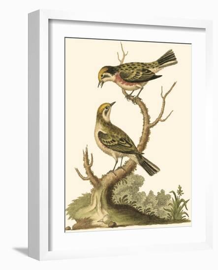 Petite Bird Study IV-George Edwards-Framed Art Print