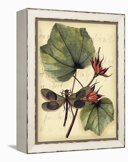 Petite Dragonflies I-Vision Studio-Framed Stretched Canvas