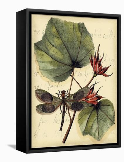 Petite Dragonflies I-Vision Studio-Framed Stretched Canvas