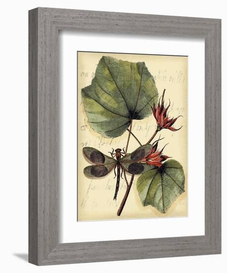 Petite Dragonflies I-Vision Studio-Framed Art Print