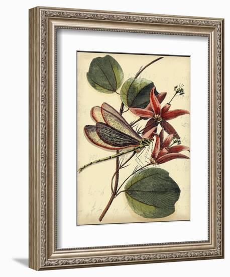 Petite Dragonflies III-Vision Studio-Framed Art Print