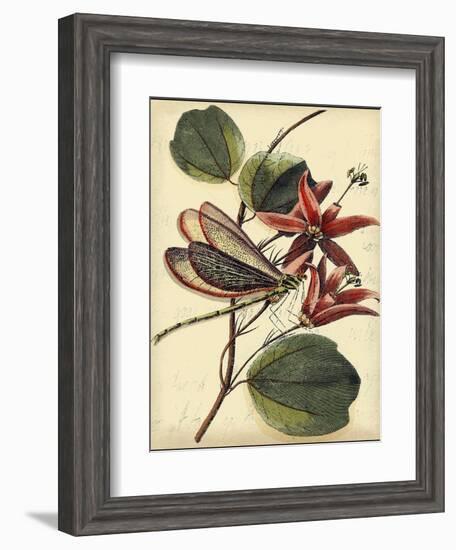 Petite Dragonflies III-Vision Studio-Framed Art Print