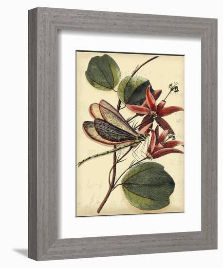 Petite Dragonflies III-Vision Studio-Framed Art Print