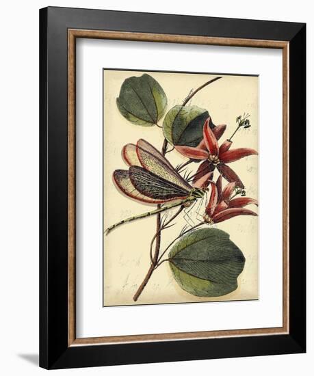 Petite Dragonflies III-Vision Studio-Framed Art Print