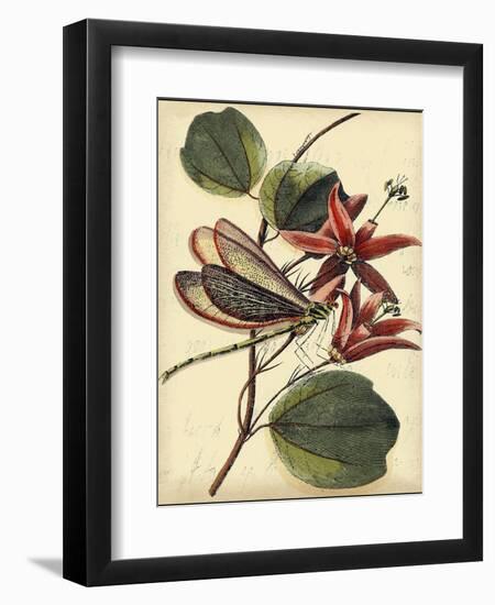 Petite Dragonflies III-Vision Studio-Framed Art Print