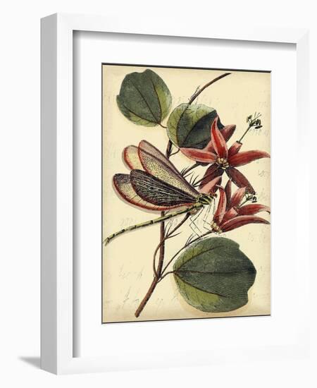 Petite Dragonflies III-Vision Studio-Framed Art Print