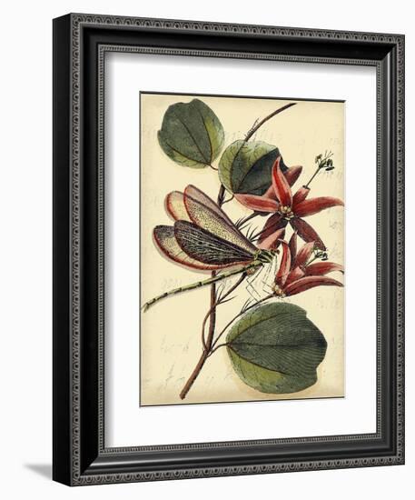 Petite Dragonflies III-Vision Studio-Framed Art Print