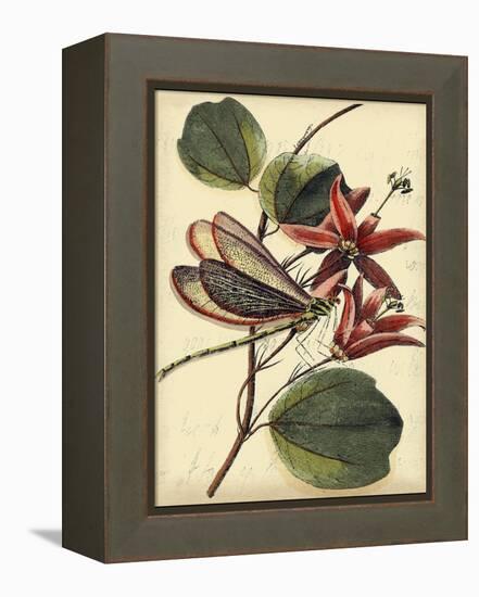 Petite Dragonflies III-Vision Studio-Framed Stretched Canvas