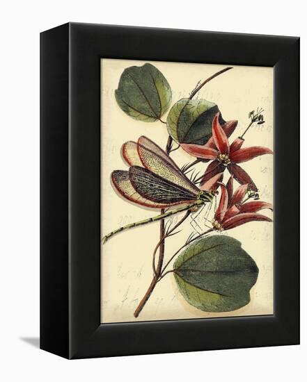 Petite Dragonflies III-Vision Studio-Framed Stretched Canvas