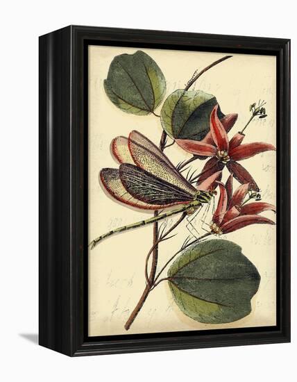 Petite Dragonflies III-Vision Studio-Framed Stretched Canvas