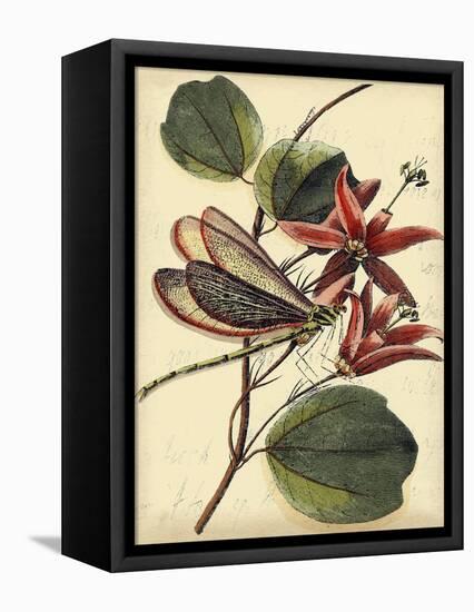 Petite Dragonflies III-Vision Studio-Framed Stretched Canvas