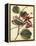 Petite Dragonflies III-Vision Studio-Framed Stretched Canvas