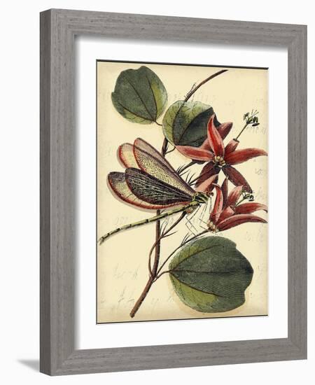 Petite Dragonflies III-Vision Studio-Framed Art Print