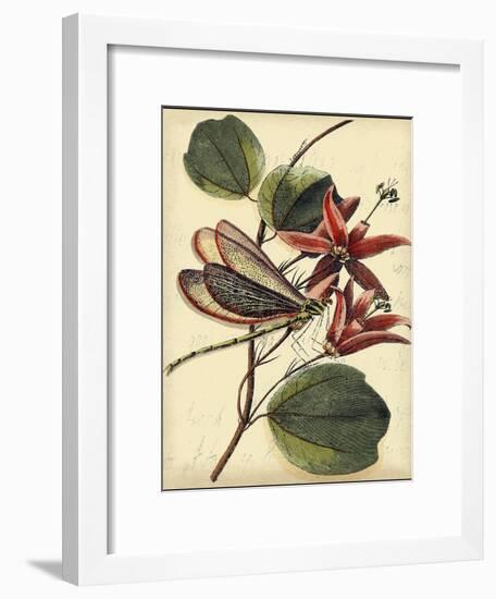 Petite Dragonflies III-Vision Studio-Framed Art Print