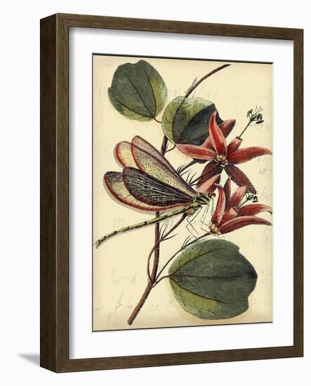 Petite Dragonflies III-Vision Studio-Framed Art Print