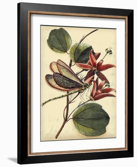 Petite Dragonflies III-Vision Studio-Framed Art Print