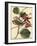 Petite Dragonflies III-Vision Studio-Framed Art Print