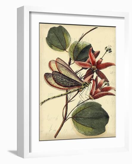 Petite Dragonflies III-Vision Studio-Framed Art Print