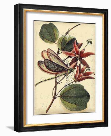 Petite Dragonflies III-Vision Studio-Framed Art Print