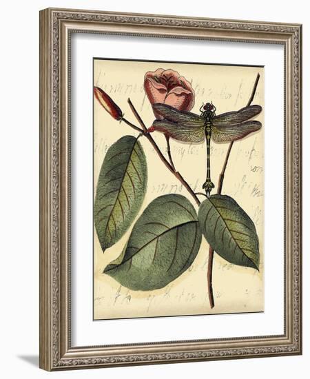 Petite Dragonflies IV-Vision Studio-Framed Art Print