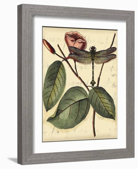 Petite Dragonflies IV-Vision Studio-Framed Art Print