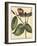 Petite Dragonflies IV-Vision Studio-Framed Art Print