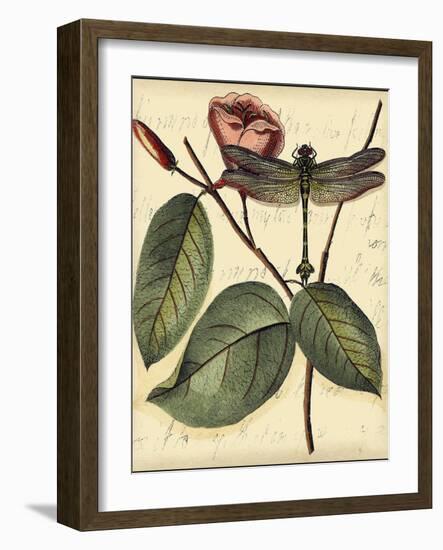 Petite Dragonflies IV-Vision Studio-Framed Art Print