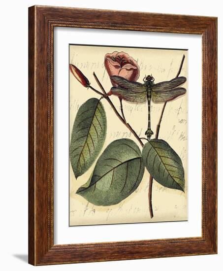 Petite Dragonflies IV-Vision Studio-Framed Art Print