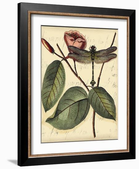 Petite Dragonflies IV-Vision Studio-Framed Art Print